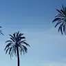 gomesdm