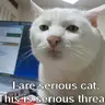 MrCat