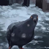 tgvrd