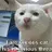 MrCat